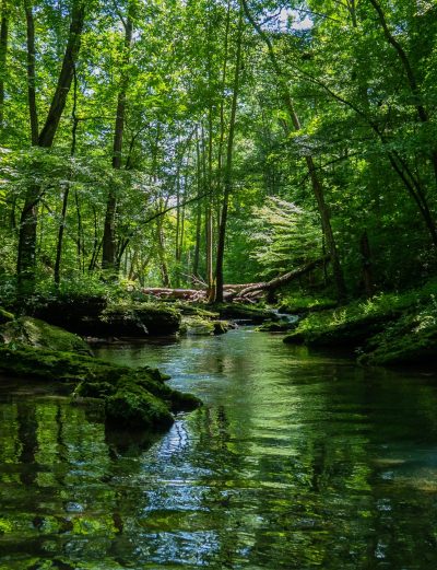 A beautiful scenery of a river surrounded by greenery in a forest
